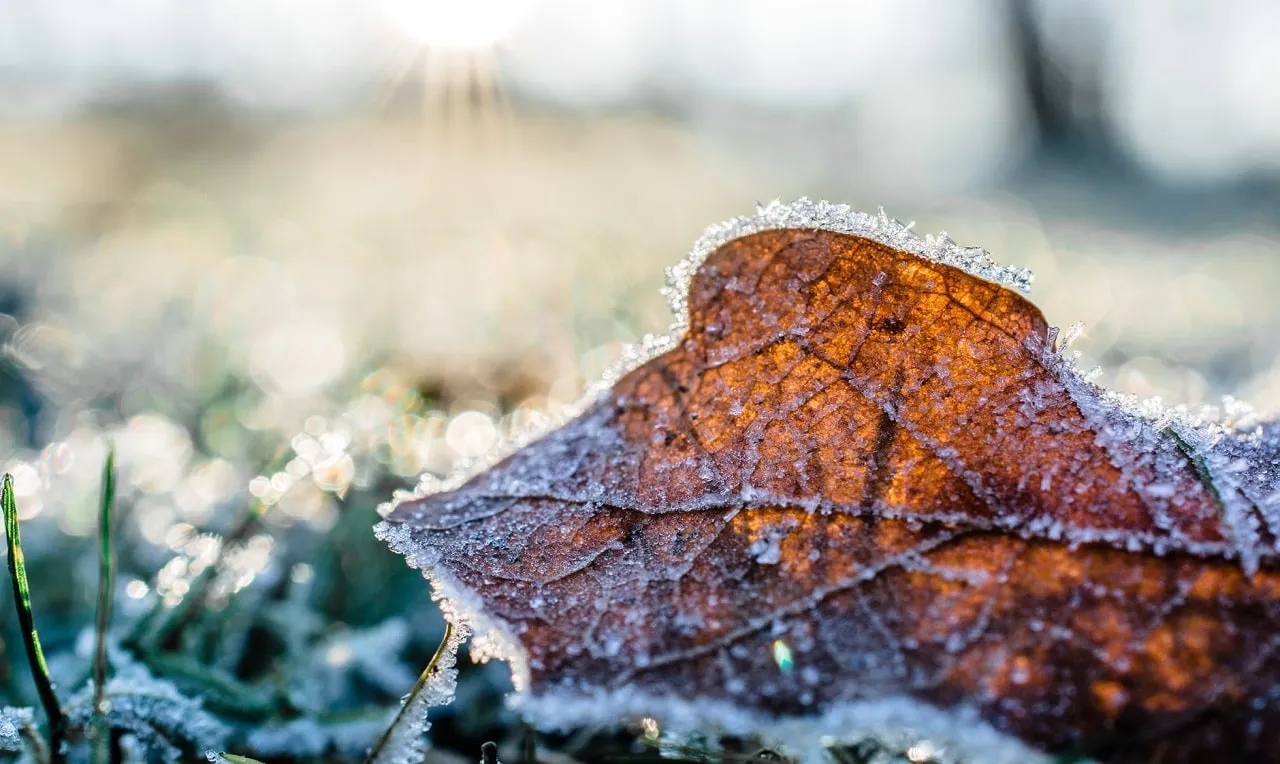 A imagem mostra o frio e a geada em uma área não identificada 